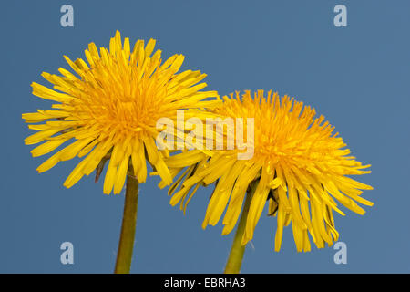 Comune di tarassaco (Taraxacum officinale), due fiori contro il cielo blu Foto Stock