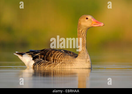 Graylag goose (Anser anser), nuotate nella luce del mattino con gocce di acqua sul suo piumaggio, Ungheria Foto Stock