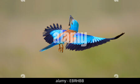 Rullo europea (Coracias garrulus), in volo con la biscia nella sua bill, Ungheria Foto Stock