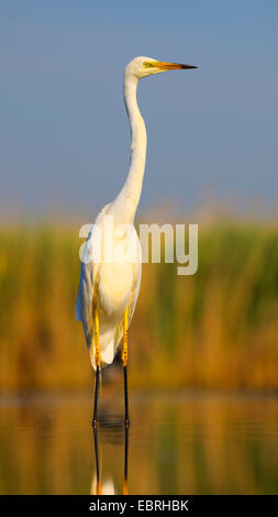 Airone bianco maggiore, Airone bianco maggiore (Egretta alba, Casmerodius Albus, Ardea alba), protezione di adulti con piumaggio di allevamento nella luce del mattino, Ungheria Foto Stock
