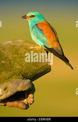 Rullo europea (Coracias garrulus), si siede di fronte alla grotta di allevamento in inizio di mattina di luce, Ungheria Foto Stock