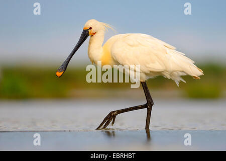 White spatola (Platalea leucorodia), l'avanzamento in acqua poco profonda, Ungheria Foto Stock