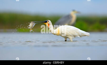 White spatola (Platalea leucorodia), con pesce pescato in bolletta, Ungheria Foto Stock