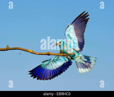 Rullo europea (Coracias garrulus), lo sbarco su un ramo con la preda nel suo bill, Ungheria Foto Stock