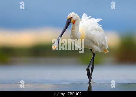 White spatola (Platalea leucorodia), l'avanzamento in acqua poco profonda, Ungheria Foto Stock