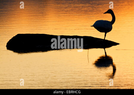 Whooper swan (Cygnus Cygnus), in appoggio su una gamba sulla riva del lago nella luce della sera , Svezia, Lapponia, Norrbottens Laen Foto Stock