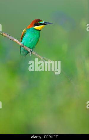 Unione bee eater (Merops apiaster), si siede su un ramo in un prato di fiori, Ungheria Foto Stock