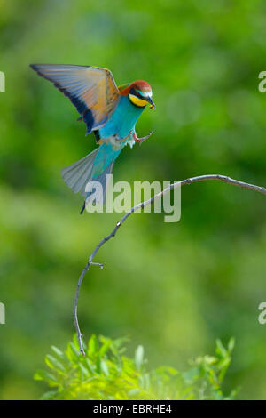 Unione bee eater (Merops apiaster), atterra su un ramo, Ungheria Foto Stock