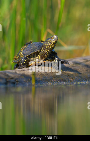 European pond terrapin, testuggine palustre, European pond tartaruga (Emys orbicularis), prendere il sole su un albero caduto tronco, Ungheria Foto Stock