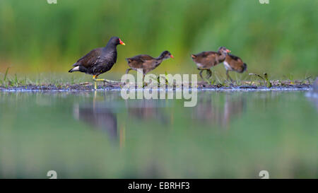 (Moorhen Gallinula chloropus), adulti sui mangimi con pulcini, Ungheria Foto Stock