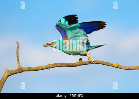 Rullo europea (Coracias garrulus), rullo decolla con mangimi in bolletta, Ungheria Foto Stock