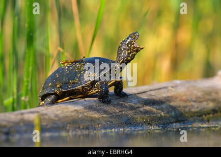 European pond terrapin, testuggine palustre, European pond tartaruga (Emys orbicularis), prendere il sole su un albero caduto tronco, Ungheria Foto Stock