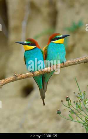 Unione bee eater (Merops apiaster), l'allevamento di coppia si siede accanto a ogni altro su un ramo, Ungheria Foto Stock