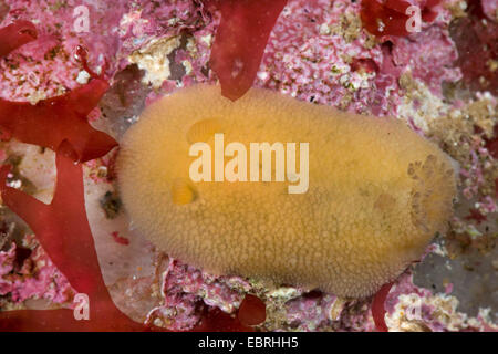 Limone di mare (Doris pseudoargus, Archidoris pseudoargus, Archidoris tuberculata) Foto Stock