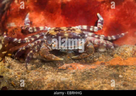 Riva giapponese di granchio, sponda asiatica del granchio granchio del Pacifico (Hemigrapsus sanguineus, Grapsus sanguineus, Heterograpsus maculatus), Germania Foto Stock