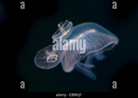 Luna jelly, comune medusa (Aurelia aurita), sotto l'acqua
