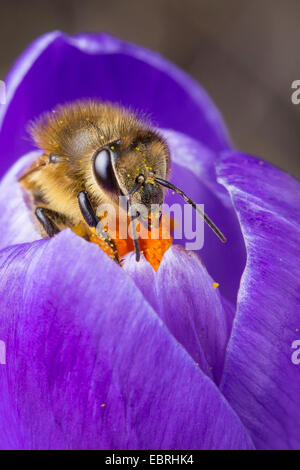 Il miele delle api, hive bee (Apis mellifera mellifera), su un fiore Crocus, Germania Foto Stock