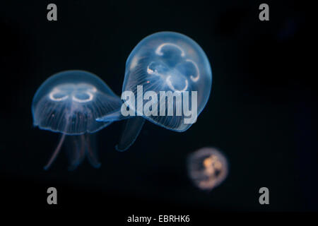 Luna jelly, comune medusa (Aurelia aurita), sotto l'acqua Foto Stock
