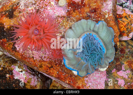 Beadlet anemone, Red sea anemone, prugna anemone, Beadlet-(anemone Actinia equina), diverse varianti Foto Stock