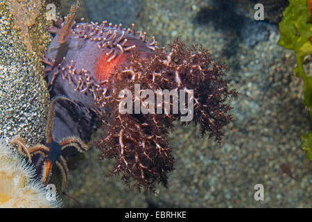 Arancio-footed cetriolo marittimo, Arancione footed cetriolo marittimo (Cucumaria frondosa) Foto Stock