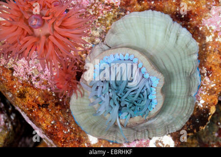 Beadlet anemone, Red sea anemone, prugna anemone, Beadlet-(anemone Actinia equina), diverse varianti Foto Stock