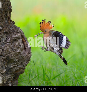 Upupa (Upupa epops), avvicinando la grotta di allevamento con mangimi in bolletta, Ungheria Foto Stock