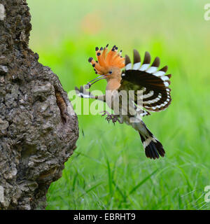 Upupa (Upupa epops), avvicinando la grotta di allevamento con mangimi in bolletta, Ungheria Foto Stock