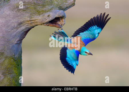 Rullo europea (Coracias garrulus), tenendo fuori dalla grotta di allevamento, Ungheria Foto Stock