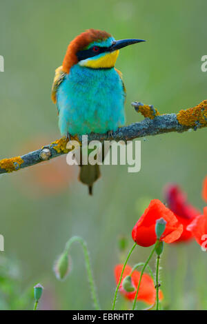 Unione bee eater (Merops apiaster), si siede su un ramo in un campo di papavero, Ungheria Foto Stock