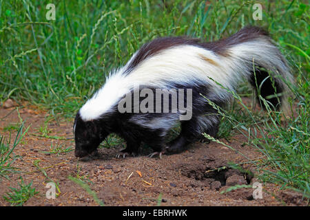 Skunk striato (Mephitis mephitis), sull'alimentazione, STATI UNITI D'AMERICA Foto Stock