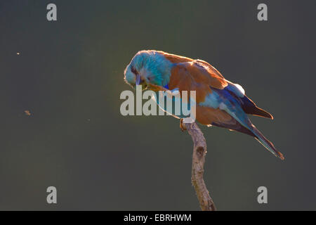 Rullo europea (Coracias garrulus), seduto su un ramo preening, Ungheria Foto Stock