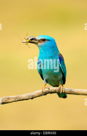 Rullo europea (Coracias garrulus), si siede su un ramo con la preda in bolletta, Ungheria Foto Stock