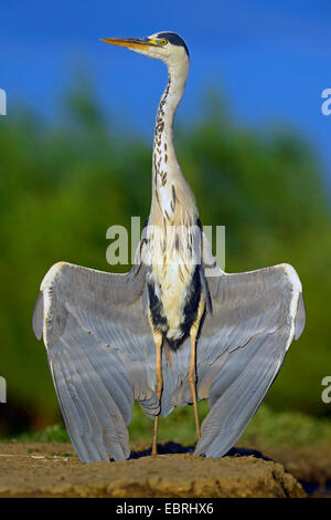 Airone cinerino (Ardea cinerea), prendere il sole, Ungheria Foto Stock