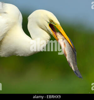 Airone bianco maggiore, Airone bianco maggiore (Egretta alba, Casmerodius Albus, Ardea alba), con pesce pescato in bolletta, Ungheria Foto Stock