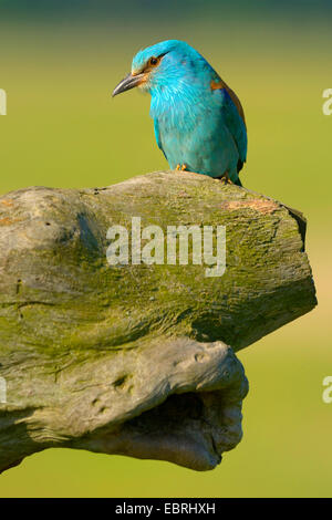 Rullo europea (Coracias garrulus), siede sulla grotta di allevamento, Ungheria Foto Stock