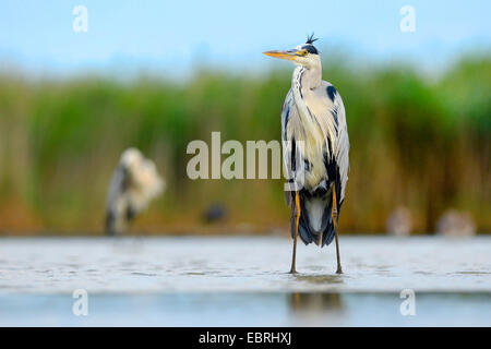 Airone cinerino (Ardea cinerea), si trova in acque poco profonde, Ungheria Foto Stock