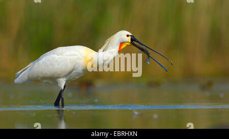 White spatola (Platalea leucorodia), con pesce nel becco, Ungheria Foto Stock