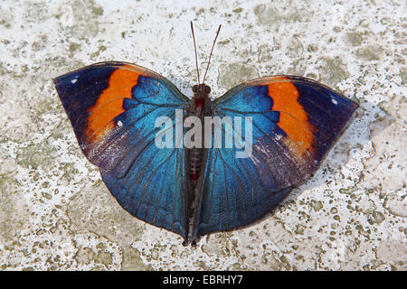 Arancione, oakleaf Orange foglia di quercia, foglia morta, deadleaf, Indiana foglia morta, deadleaf indiano (Kallima inachus), seduta su roccia Foto Stock