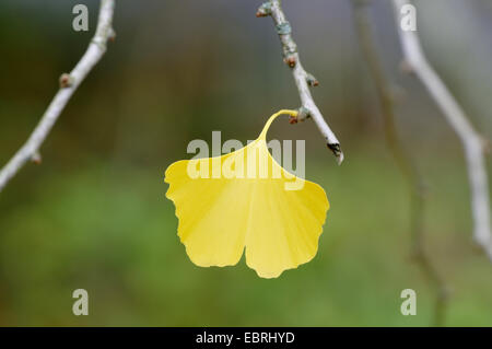 Maidenhair tree, Ginkgo Tree, Gingko Tree, Ginkgo Tree (Ginkgo biloba), Autumn Leaf su un ramo Foto Stock
