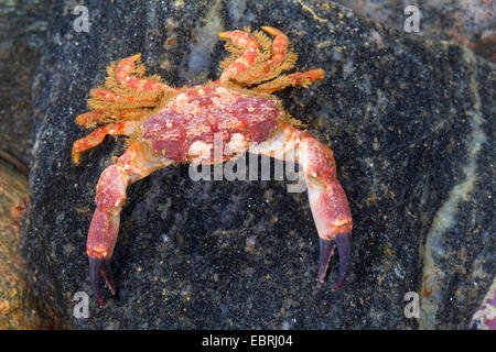 Risso, granchio Rissos granchio, Minor solcato granchio (Xantho pilipes), seduta su una roccia Foto Stock