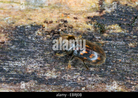 Variegata di fango-amare beetle (Heterocerus spec.), seduti su legno Foto Stock