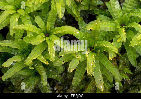 Il timo-moss (Plagiomnium, affine affine Mnium, Mnium cuspidatum), impianto fertile, in Germania, in Baviera, Oberbayern- Foto Stock