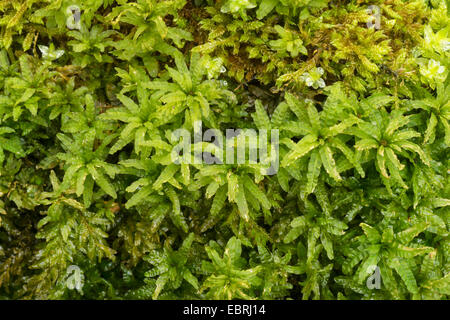 Il timo-moss (Plagiomnium, affine affine Mnium, Mnium cuspidatum), impianto fertile, in Germania, in Baviera, Oberbayern- Foto Stock