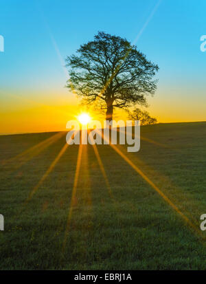 Sunray su un prato di mattina, in Germania, in Baviera, Alta Baviera, Baviera superiore Foto Stock