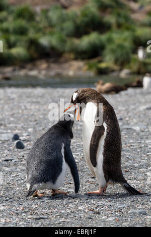 Pinguino gentoo (Pygoscelis papua), alimentazione di pulcino, Suedgeorgien, porto d'Oro Foto Stock