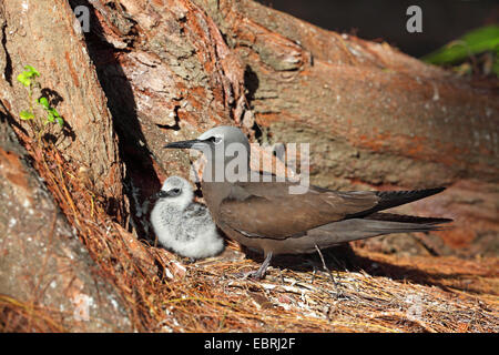 Noddy comune, Noddy marrone (Anous stolidus), femmina con pulcino al nido, Seychelles, Bird Island Foto Stock