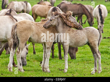 Duelmen pony, Dulmen pony, Duelmener Wildpferd, Dulmener Wildpferd (Equus przewalskii f. caballus), puledri nella mandria di cavalli selvaggi in Duelmen, in Germania, in Renania settentrionale-Vestfalia, Duelmen Foto Stock