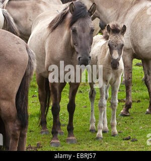 Duelmen pony, Dulmen pony, Duelmener Wildpferd, Dulmener Wildpferd (Equus przewalskii f. caballus), il mare con il puledro in allevamento di cavalli selvaggi in Duelmen, in Germania, in Renania settentrionale-Vestfalia, Duelmen Foto Stock