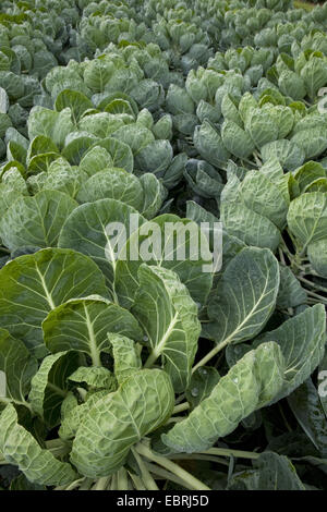 I cavoletti di Bruxelles (Brassica oleraceae var. gemmifera), cavolo testa su un campo, Belgio Fiandre Orientali Foto Stock