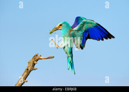 Rullo europea (Coracias garrulus), terre sul suo outlook con la preda in bolletta, Ungheria Foto Stock